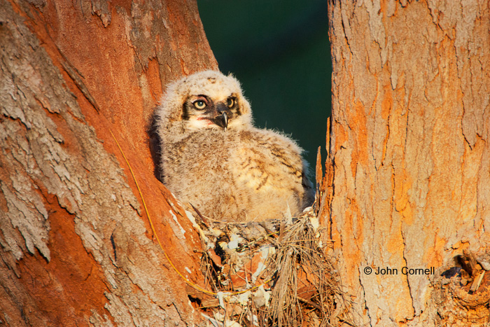 Birds of Prey;Bubo virginianus;Great Horned Owl;Owl;chick;chicks;color image;color photograph;curved beak;hunter;hunters;predator;predatorily;predators;predatory;raptor;raptorial;talon;talons